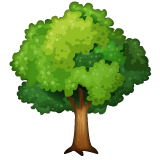 Deciduous Tree on WhatsApp