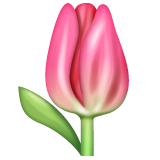 Tulip on WhatsApp