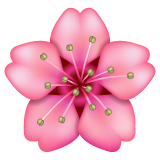 Cherry Blossom on WhatsApp