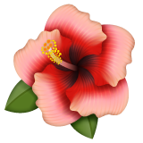 Hibiscus on WhatsApp