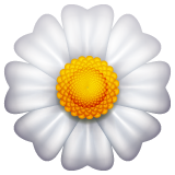 Blossom on WhatsApp
