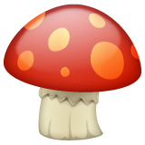 Mushroom on WhatsApp