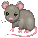 Rat on WhatsApp