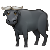 Water Buffalo on WhatsApp