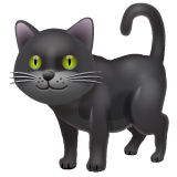 Black Cat on WhatsApp