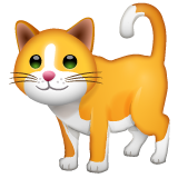 Cat on WhatsApp