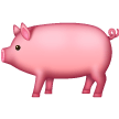 Pig on Samsung
