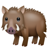 Boar on WhatsApp