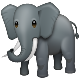 Elephant on WhatsApp