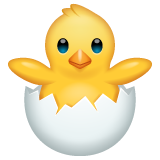 Hatching Chick on WhatsApp