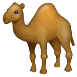 Dromedary Camel on WhatsApp