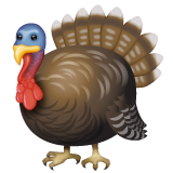 Turkey on WhatsApp