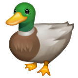 Duck on WhatsApp