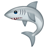Shark on WhatsApp