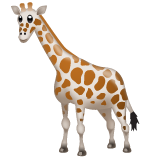 Giraffe Face on WhatsApp