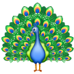 Peacock on Samsung