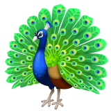 Peacock on WhatsApp