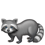 Raccoon on WhatsApp