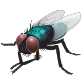 Fly on WhatsApp