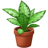 Potted Plant on WhatsApp